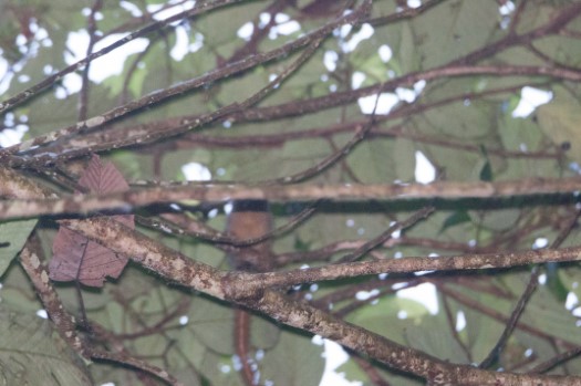 Pygmy Marmoset in Cuyabeno Reserve